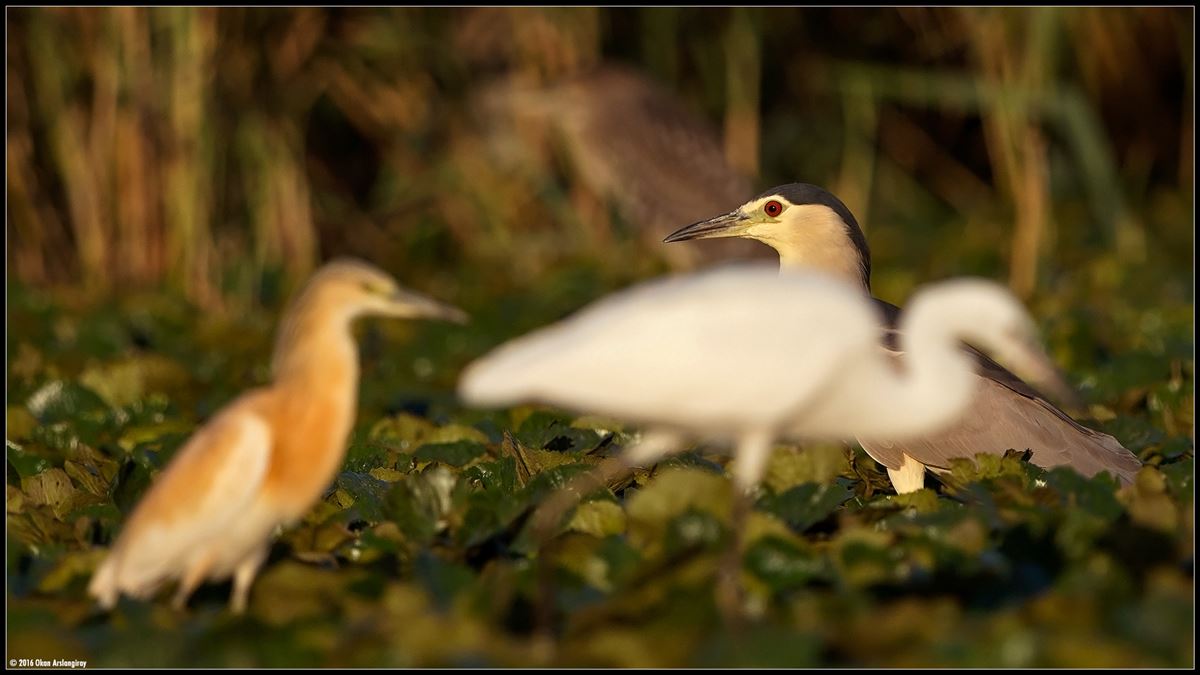 Black-crowned Night Heron