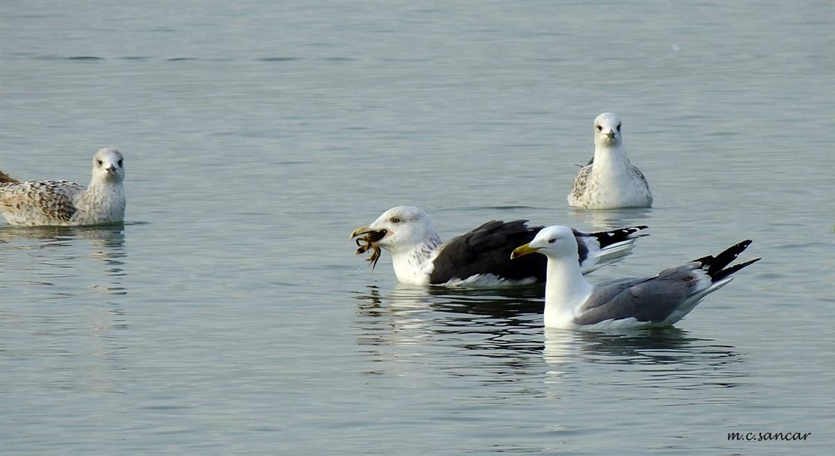 Great Black-backed Gull