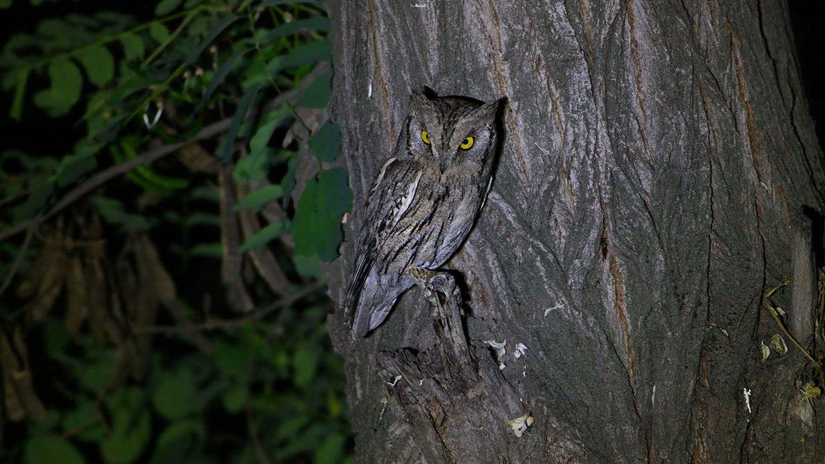 Pallid Scops Owl