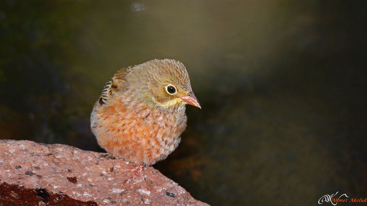 Ortolan Bunting