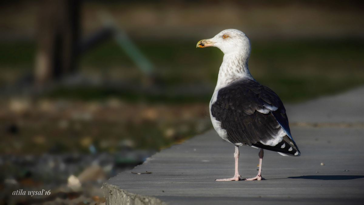 Great Black-backed Gull