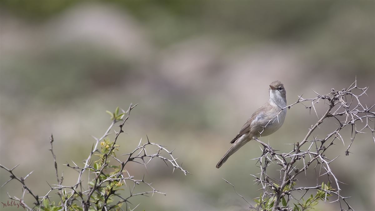 Upcher`s Warbler