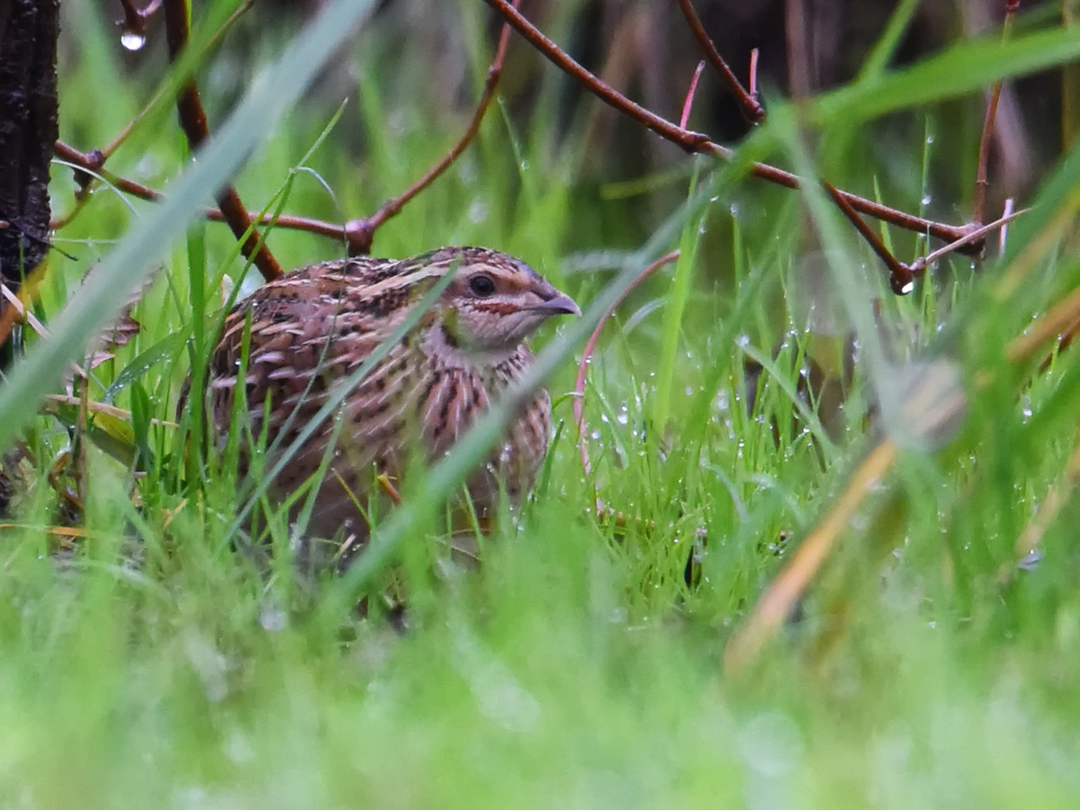 Common Quail