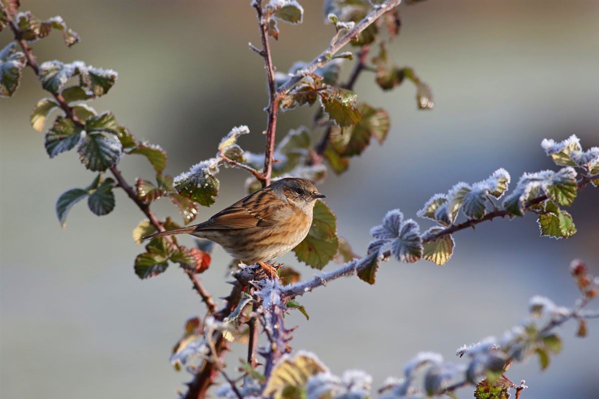 Dunnock