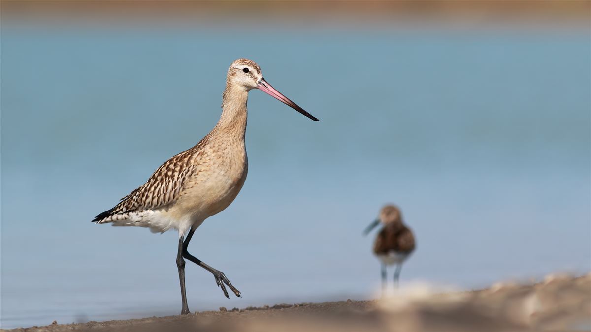 Bar-tailed Godwit