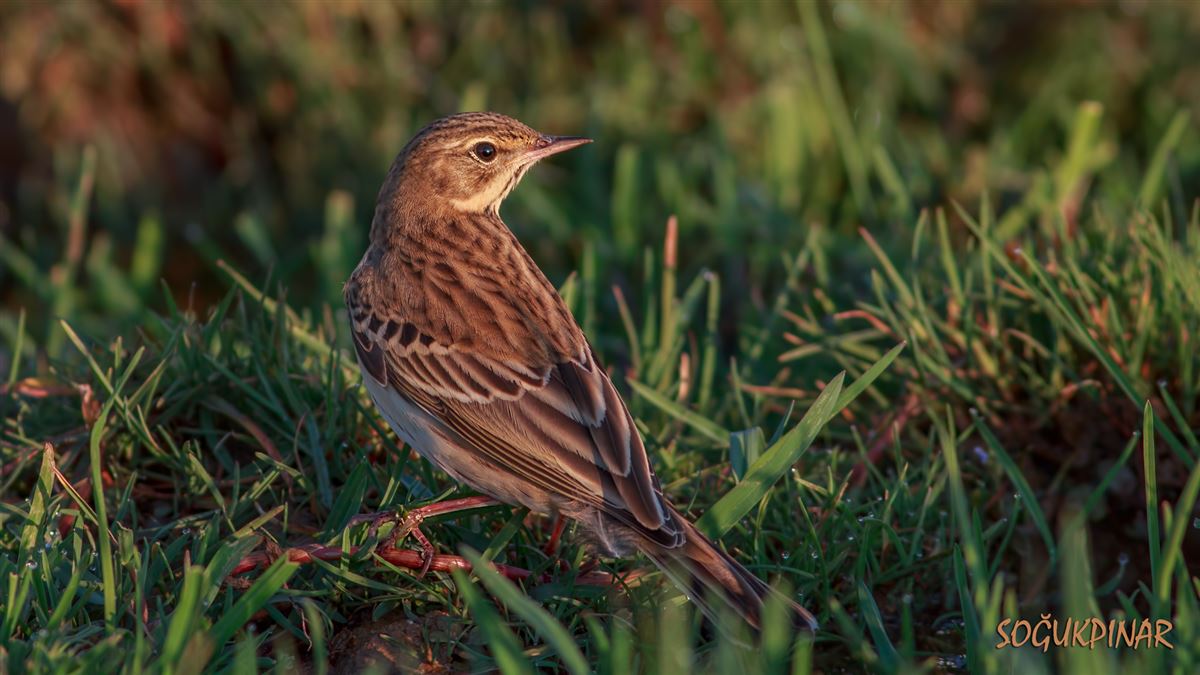 Ağaç İncirkuşu