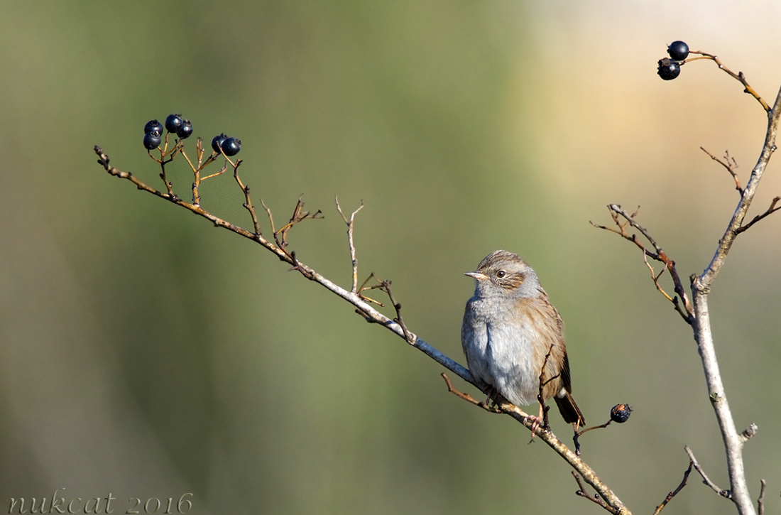 Dunnock