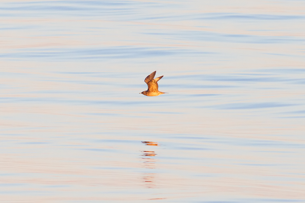 Parasitic Jaeger