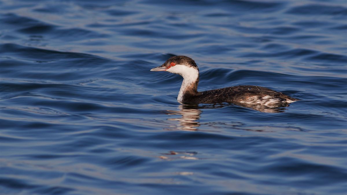 Horned Grebe