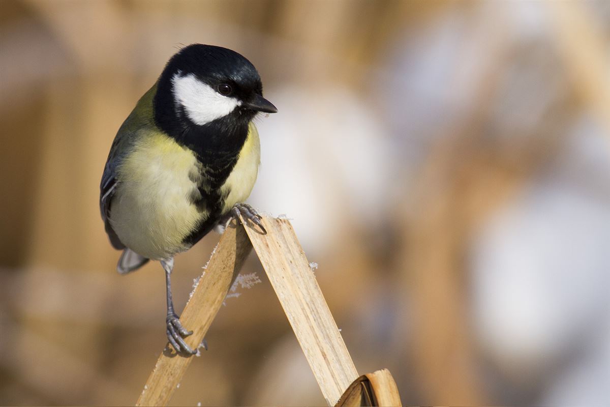 Great Tit