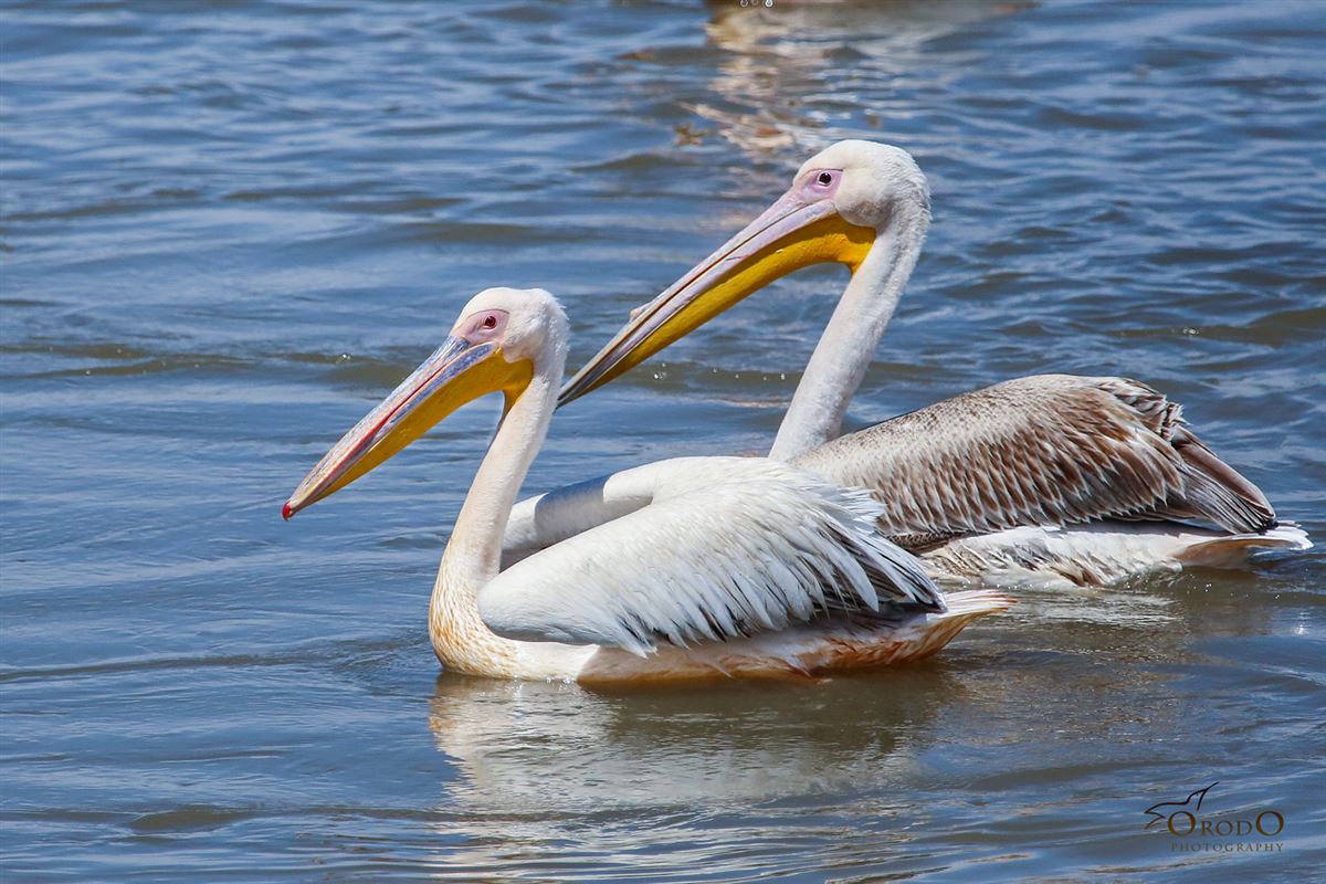 Great White Pelican