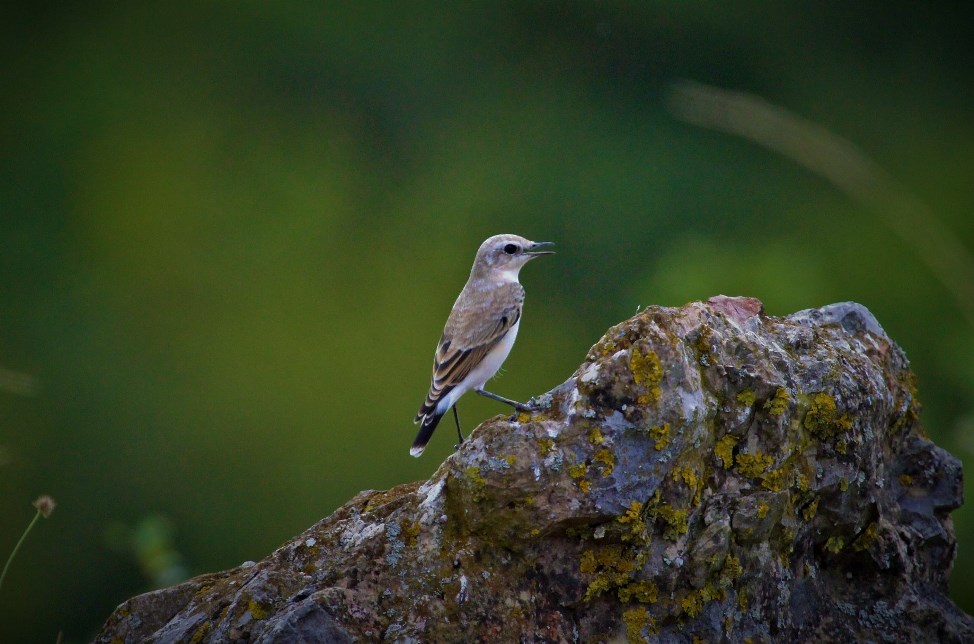 Northern Wheatear