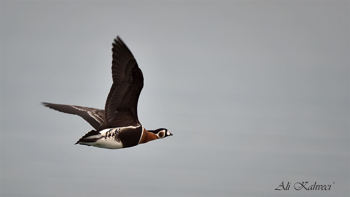 Red-breasted Goose