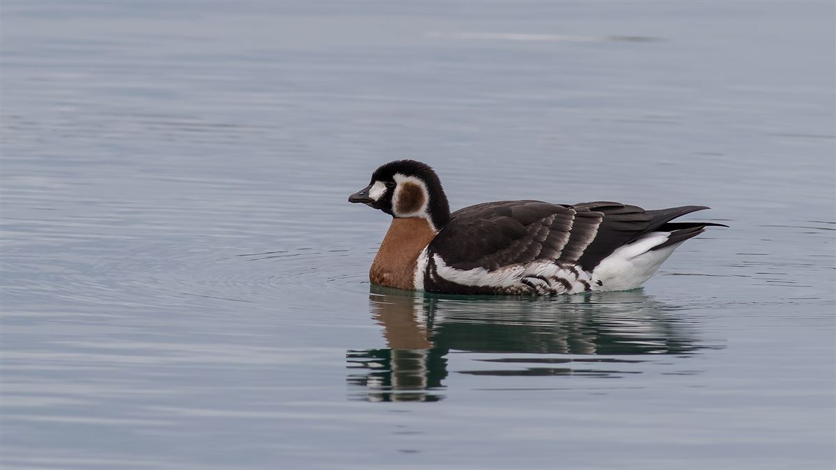 Red-breasted Goose