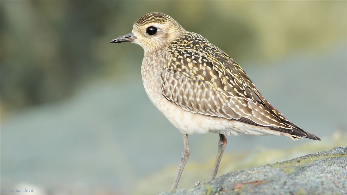Pacific Golden Plover
