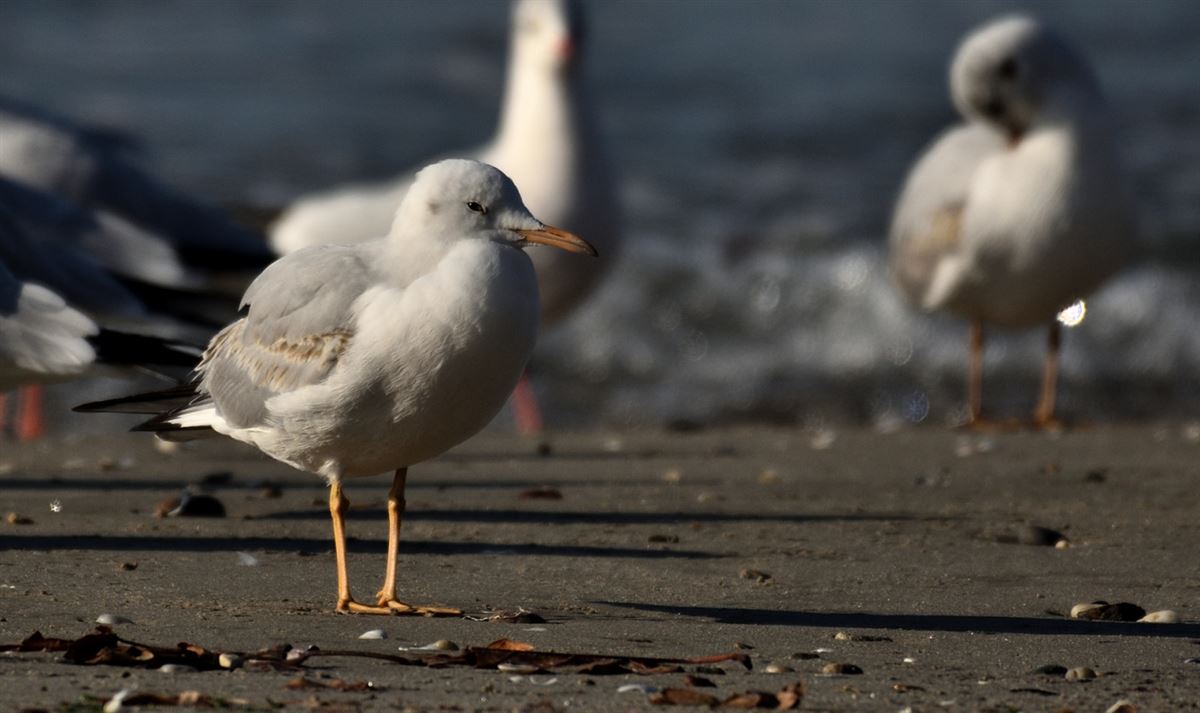 Slender-billed Gull
