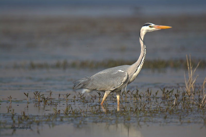Grey Heron