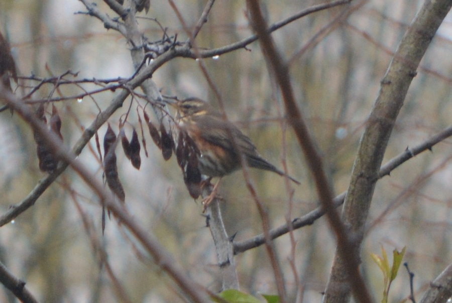 Redwing