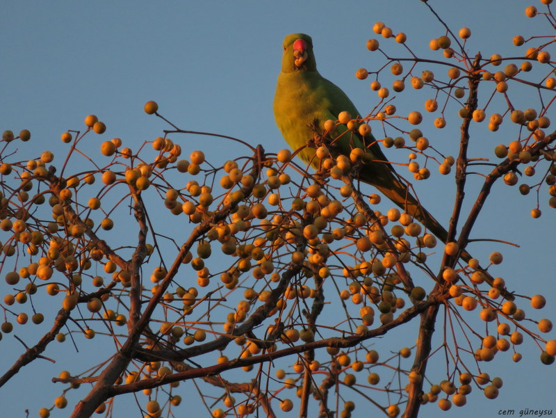 Rose-ringed Parakeet