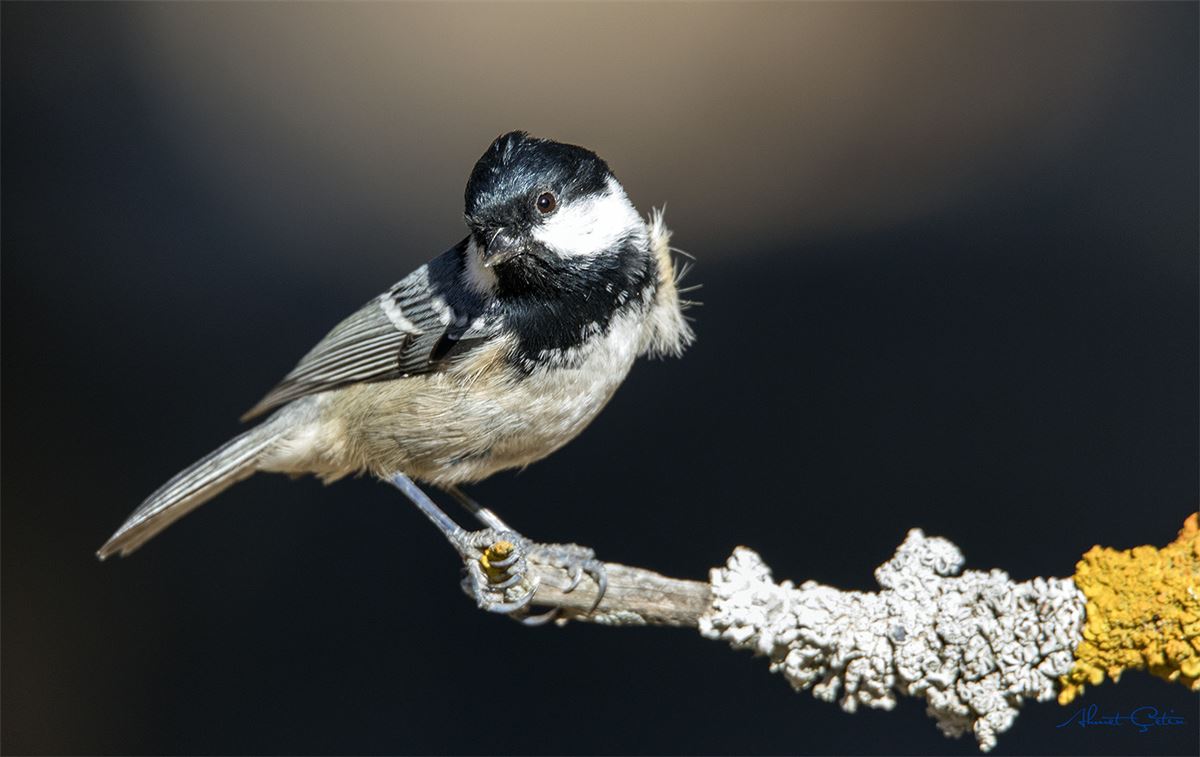 Coal Tit