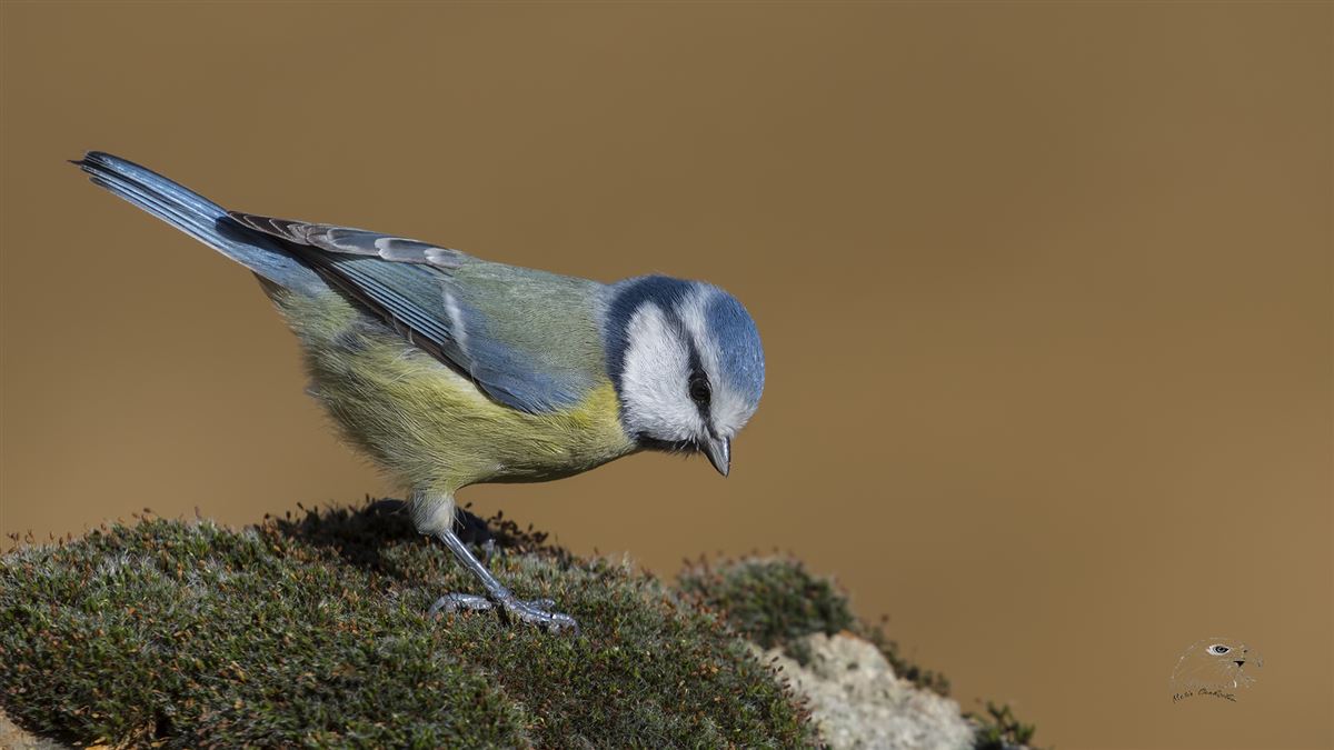 Eurasian Blue Tit