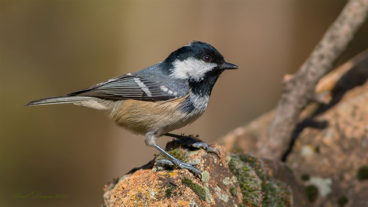 Coal Tit