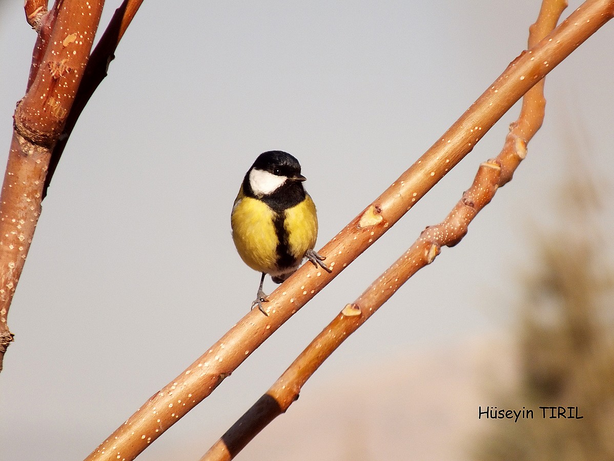 Great Tit