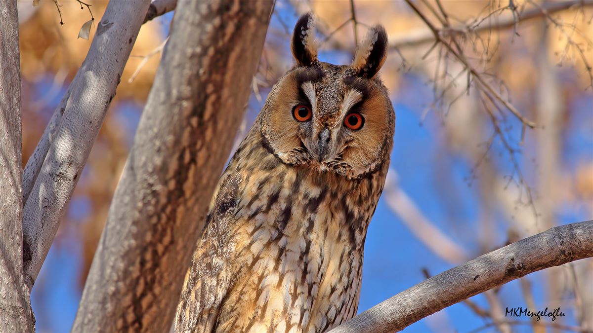 Long-eared Owl
