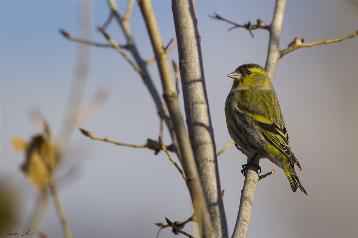 Eurasian Siskin