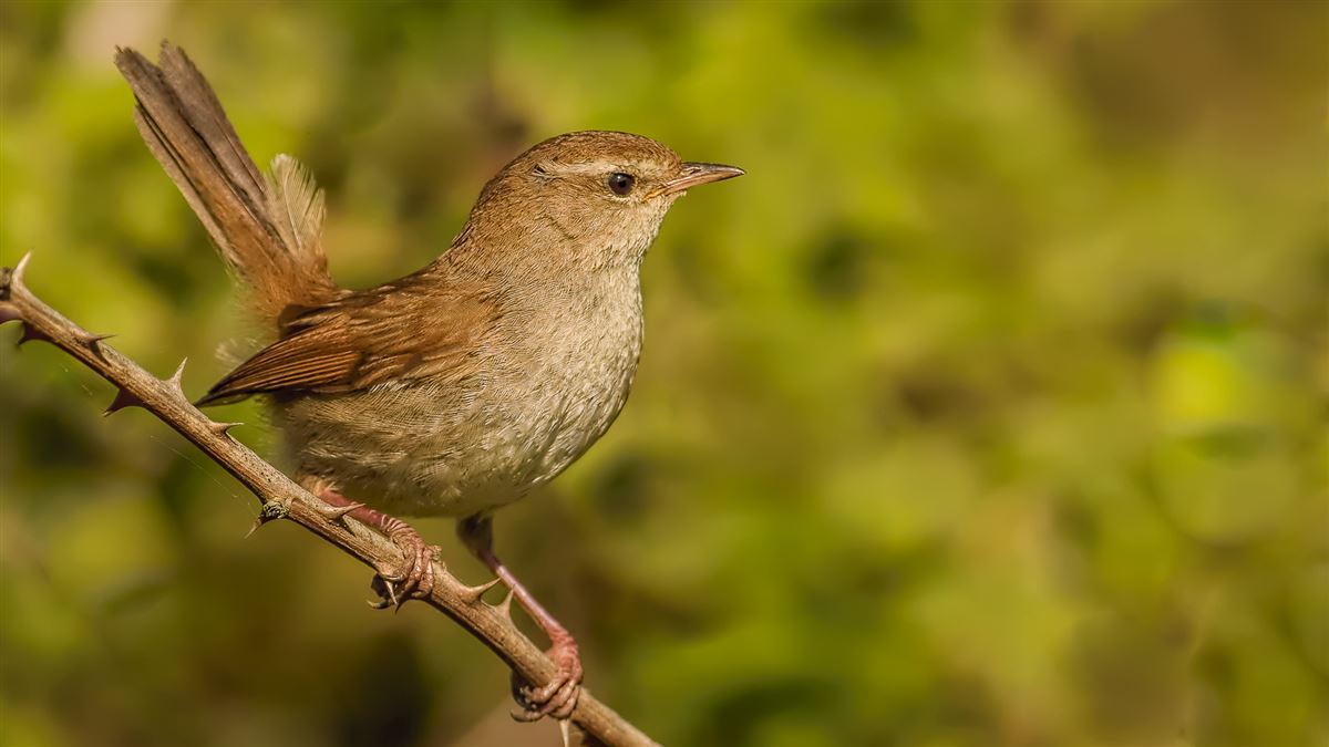 Cetti`s Warbler