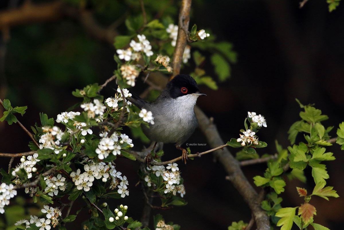 Sardinian Warbler