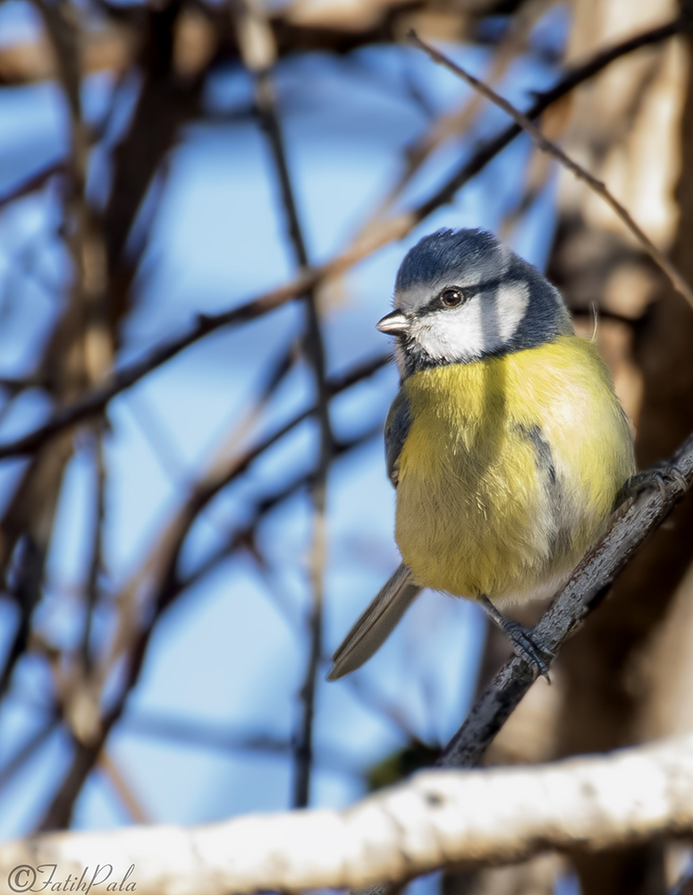 Eurasian Blue Tit