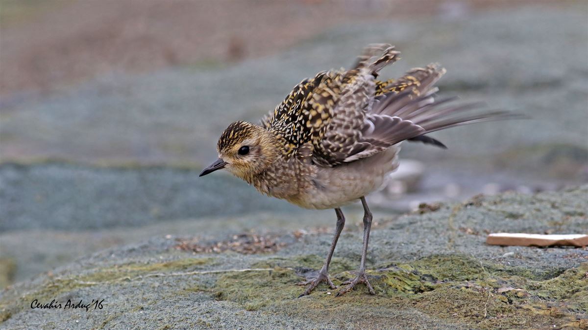 Pacific Golden Plover
