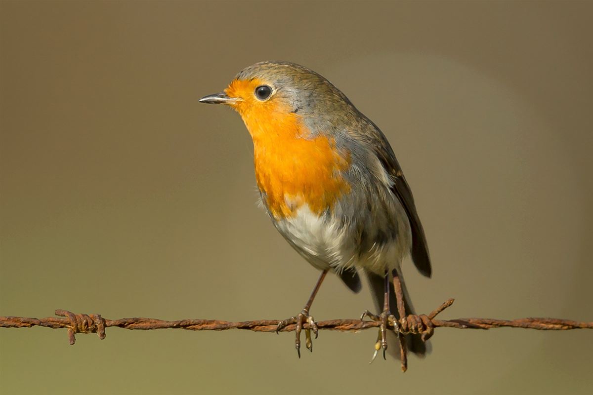 European Robin