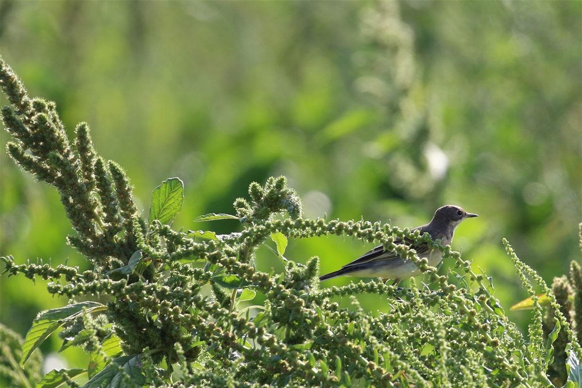 Western Yellow Wagtail