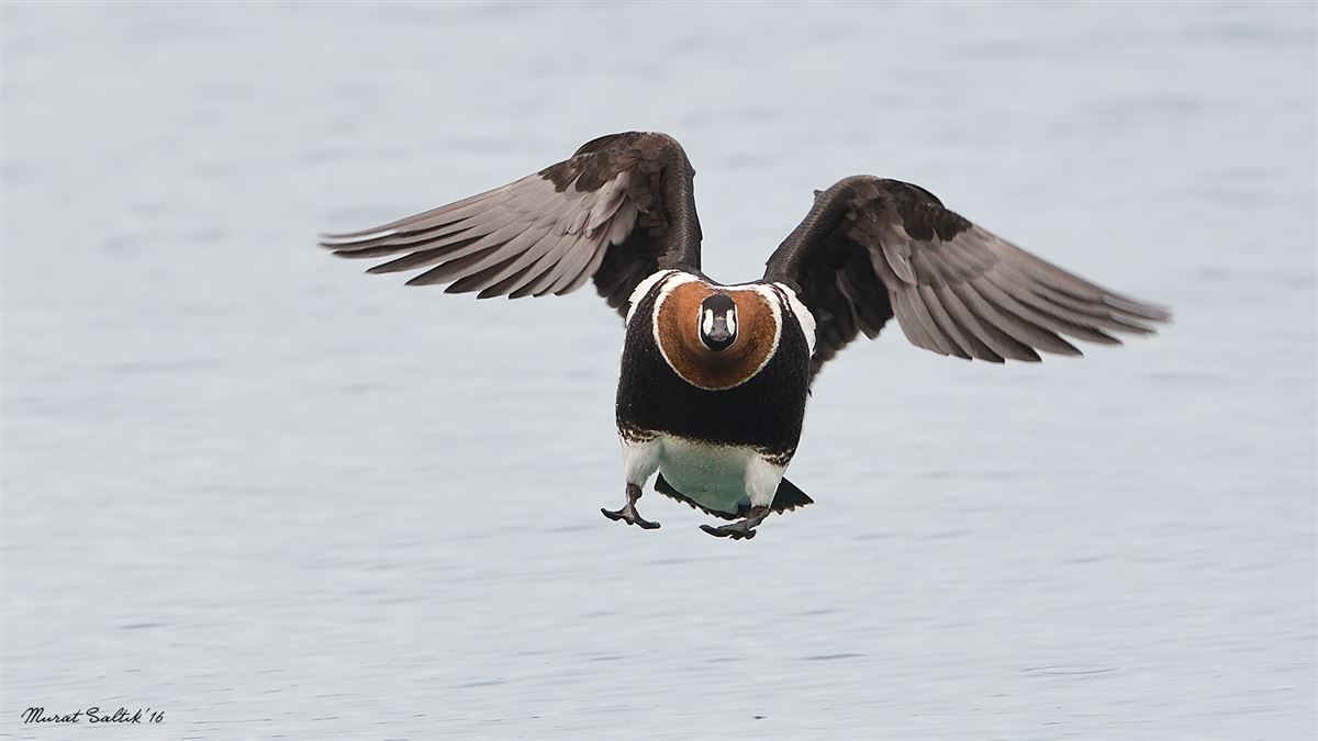 Red-breasted Goose