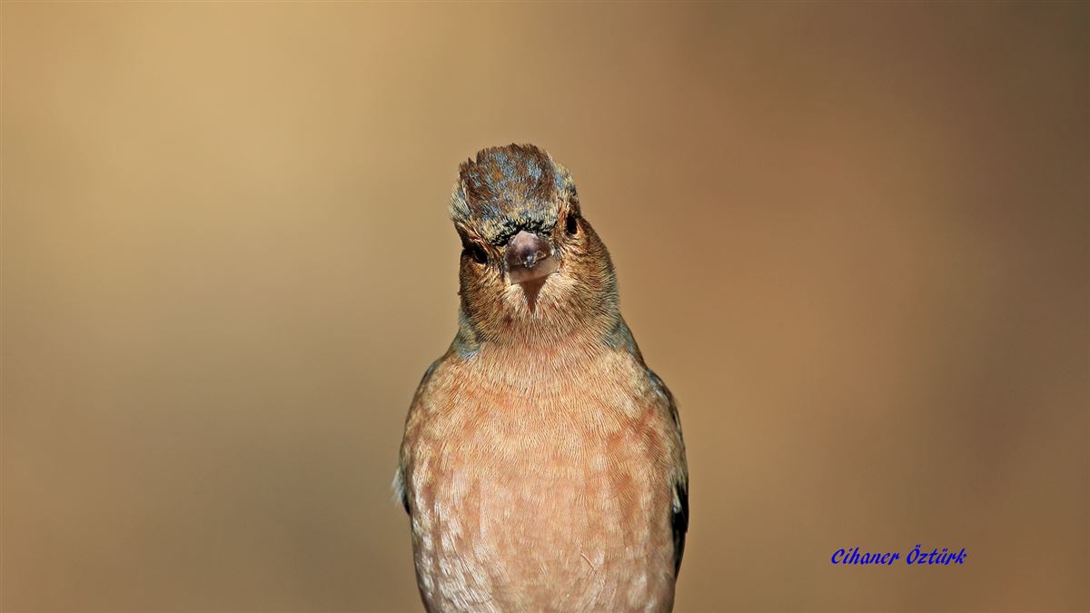Common Chaffinch