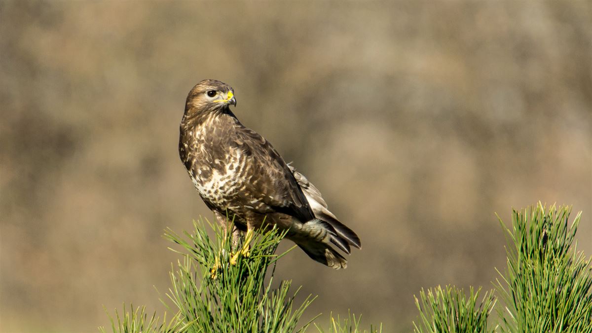 Common Buzzard