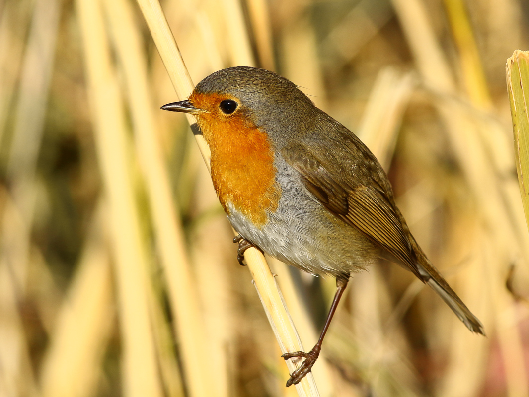 European Robin