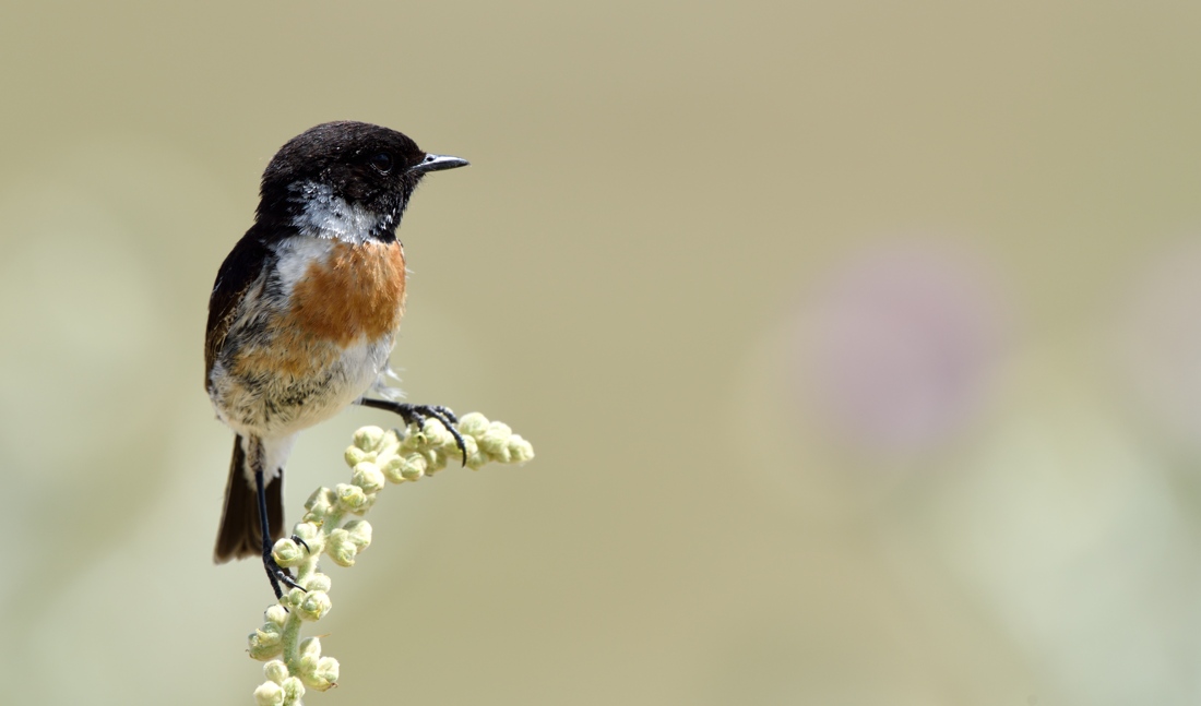European Stonechat
