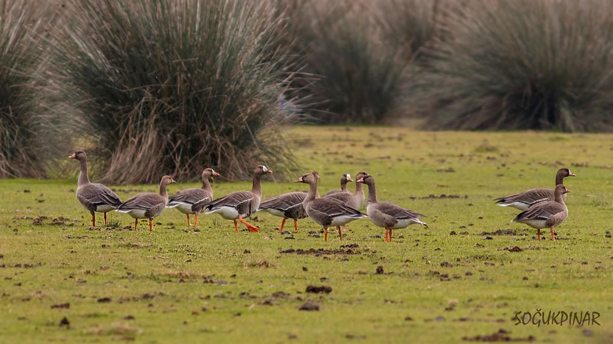 Greater White-fronted Goose