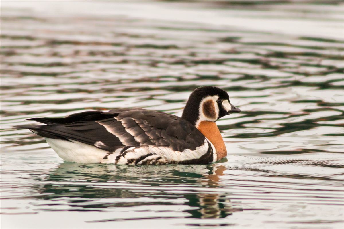 Red-breasted Goose