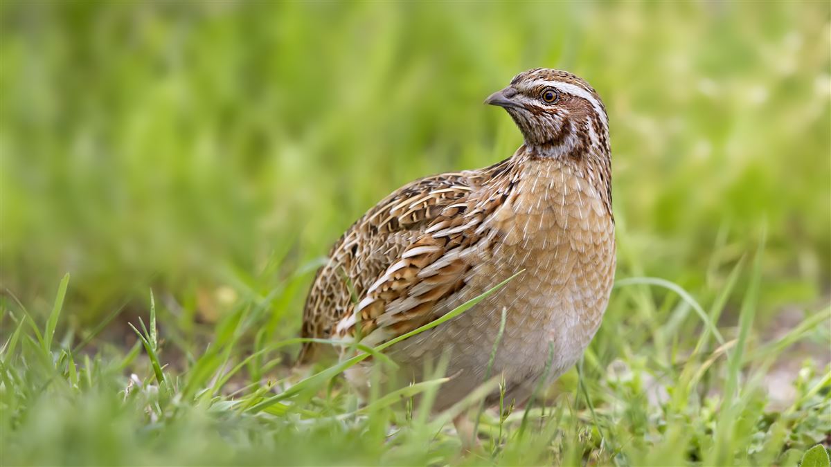 Common Quail