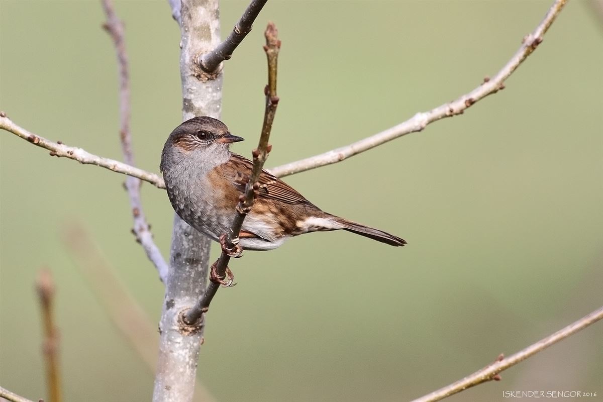 Dunnock