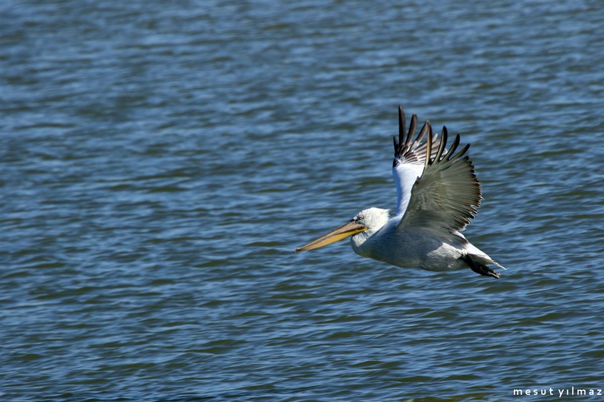 Tepeli Pelikan
