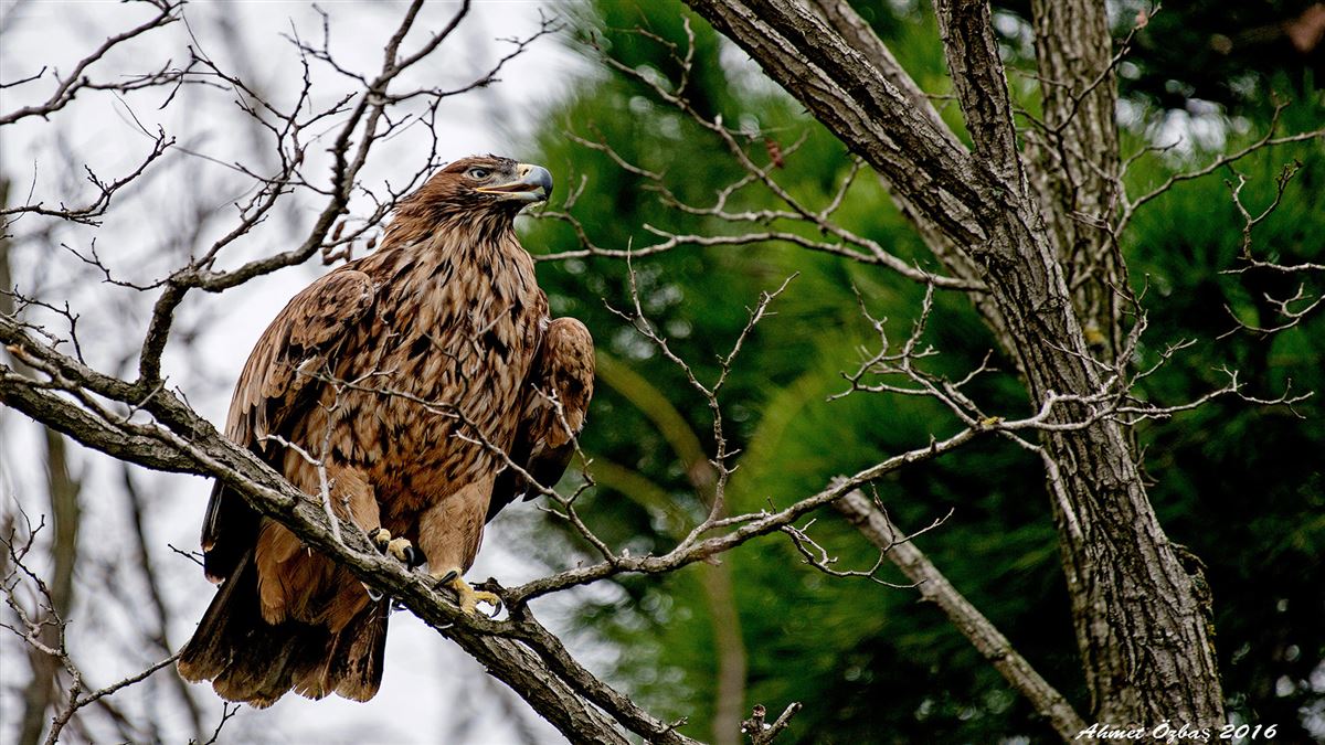 Eastern Imperial Eagle