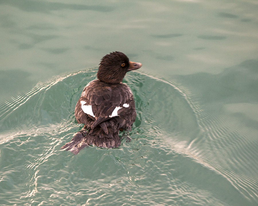 Common Goldeneye