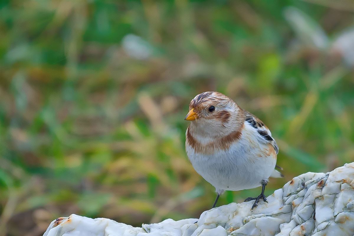 Snow Bunting