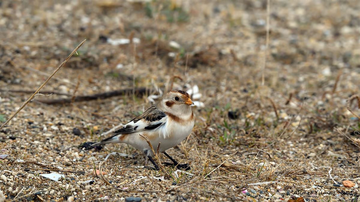 Snow Bunting