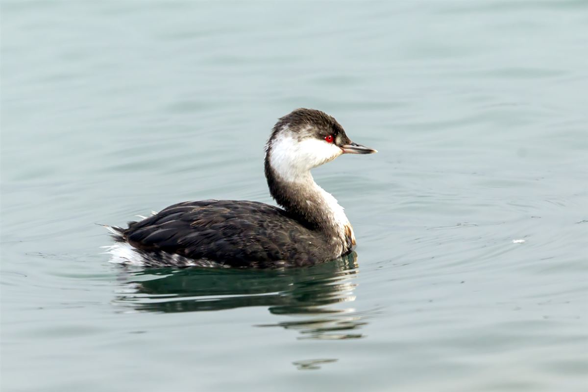 Horned Grebe